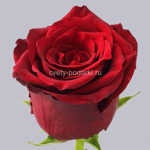 Букет 51 роза Эксплорер (80 см)